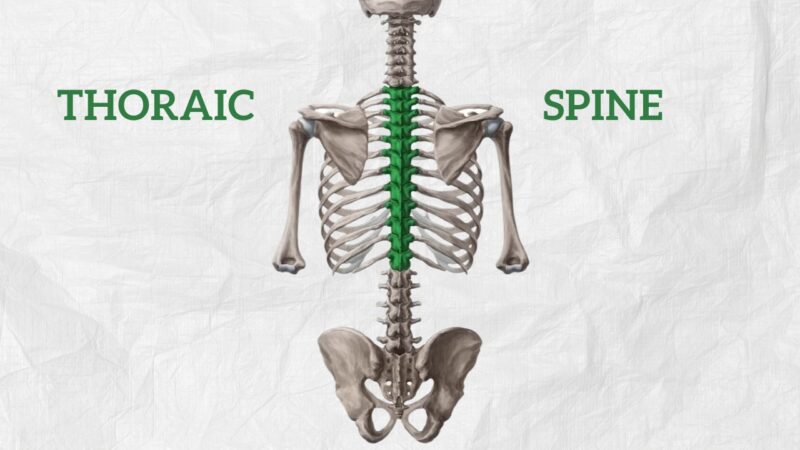 Graphic representation of the thoracic spine
